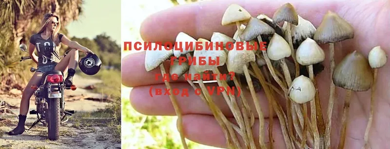 Псилоцибиновые грибы MAGIC MUSHROOMS  продажа наркотиков  Раменское 